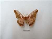 藏品(綠目天蠶蛾)的圖片